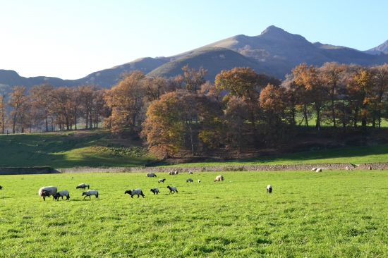 sia,agriculture,gastronomie,filières,pays basque,bearn